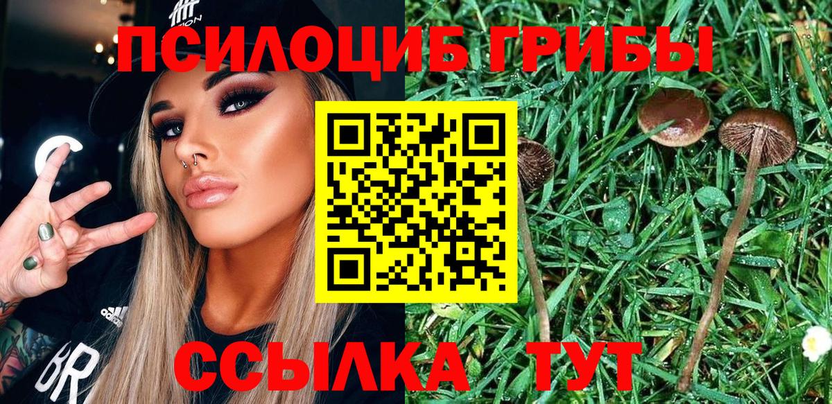 Псилоцибиновые грибы Cubensis Тюмень